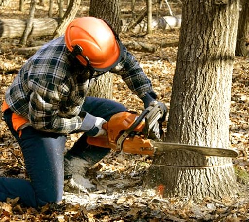 Tree Removal in Mill Neck, NY